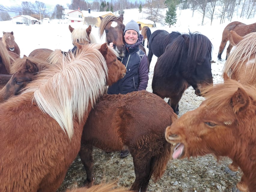 Tromsø: Lyngen Horse Winter Riding Experience - Detailed Breakdown of the Itinerary