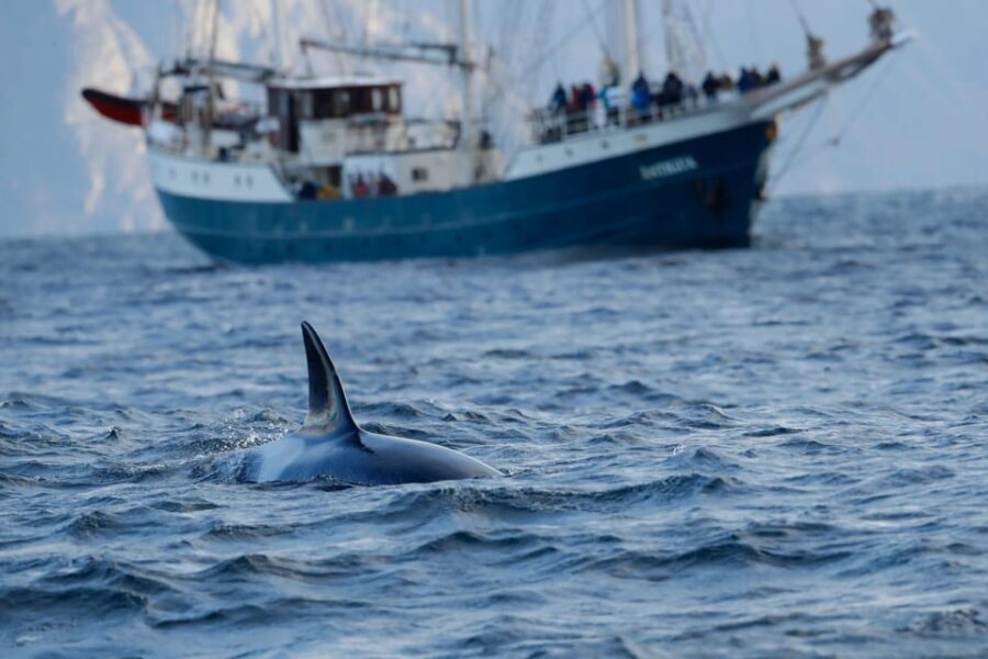 Tromsø: Orca and Whale Watching comfort heated boat Trip - Why This Tour Really Works