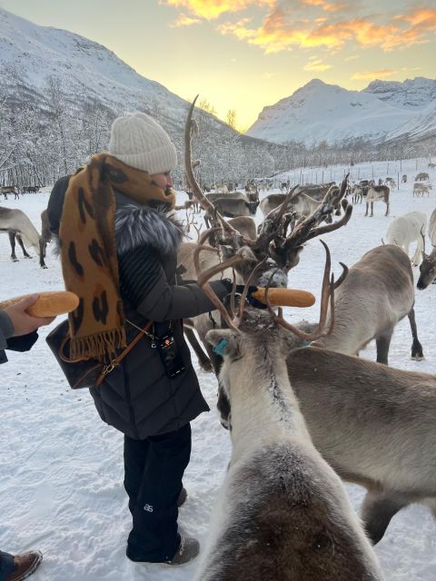 Tromsø: Reindeer Experience at a Sami Camp - Analyzing the Value