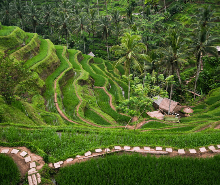 Ubud All-In-One: Waterfalls, Rice Fields, Swing, Monkeys - Exploring Bali’s Iconic Rice Fields and Cultural Experiences