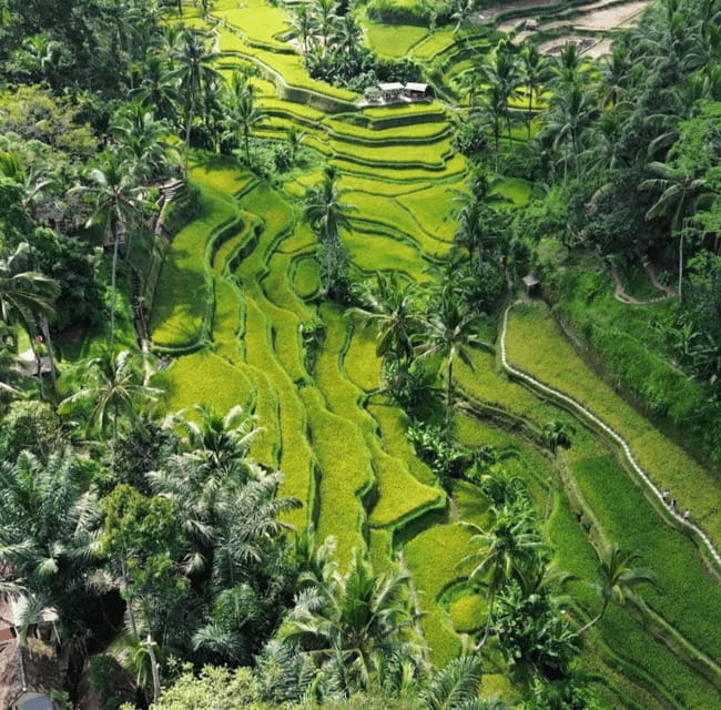 Ubud: Customised private day trip with personal driver - The Experience in Action: What Do Travelers Say?  
