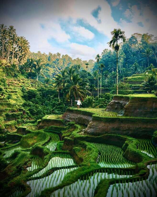 Ubud: Hidden Waterfall, Monkey Forest, Rice Terrace & Swing - Exploring Ubud’s natural and cultural gems