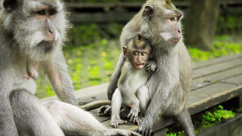 Ubud: Highlight Tour with Holy Bathing at Tirta Empul Temple - The Crown Jewel: Tirta Empul and the Holy Bathing Ritual