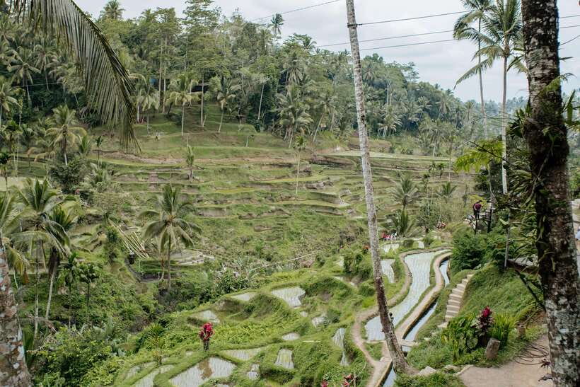 Ubud: Monkey Forest, Ceking Rice Terraces and More Full Day - Breakdown of the Itinerary
