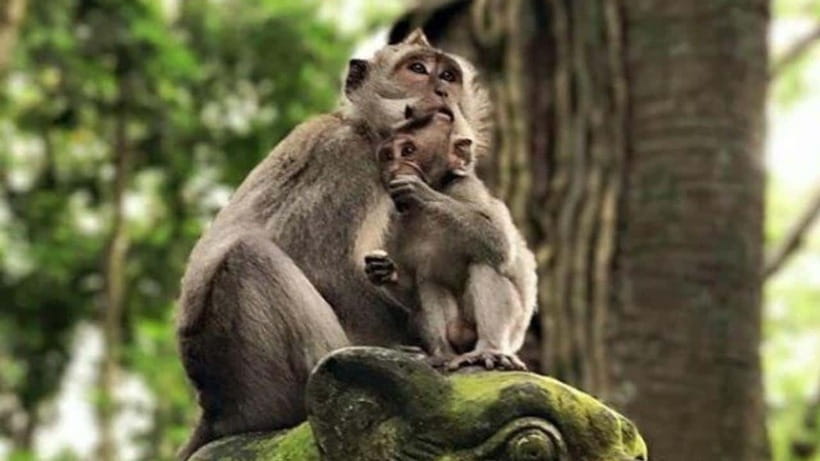 Ubud: Monkey Forest, Rice Terraces, Temple&Petanu Waterfall - Tegalalang Rice Terraces: Bali’s Photogenic Icon