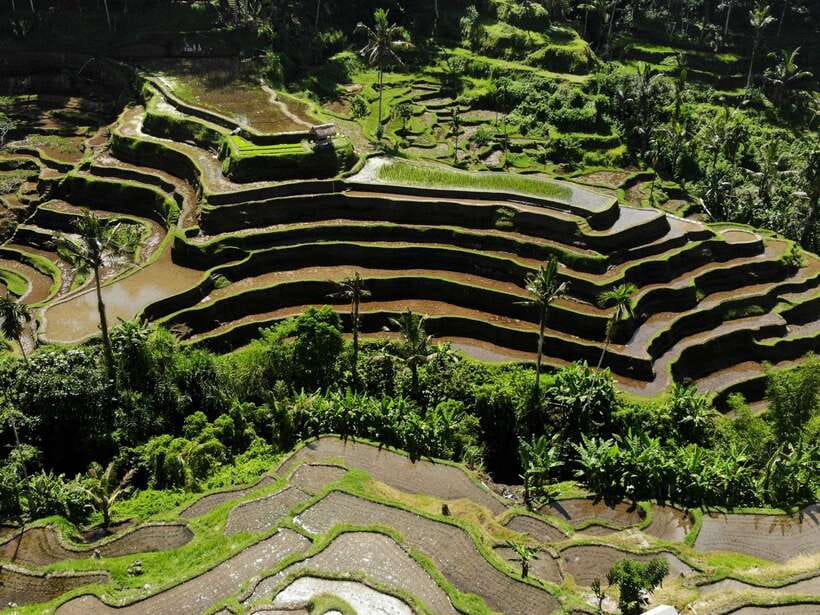 Ubud: Tirta Empul Temple, Rice Terraces, and Waterfall Tour - Transportation and Logistics