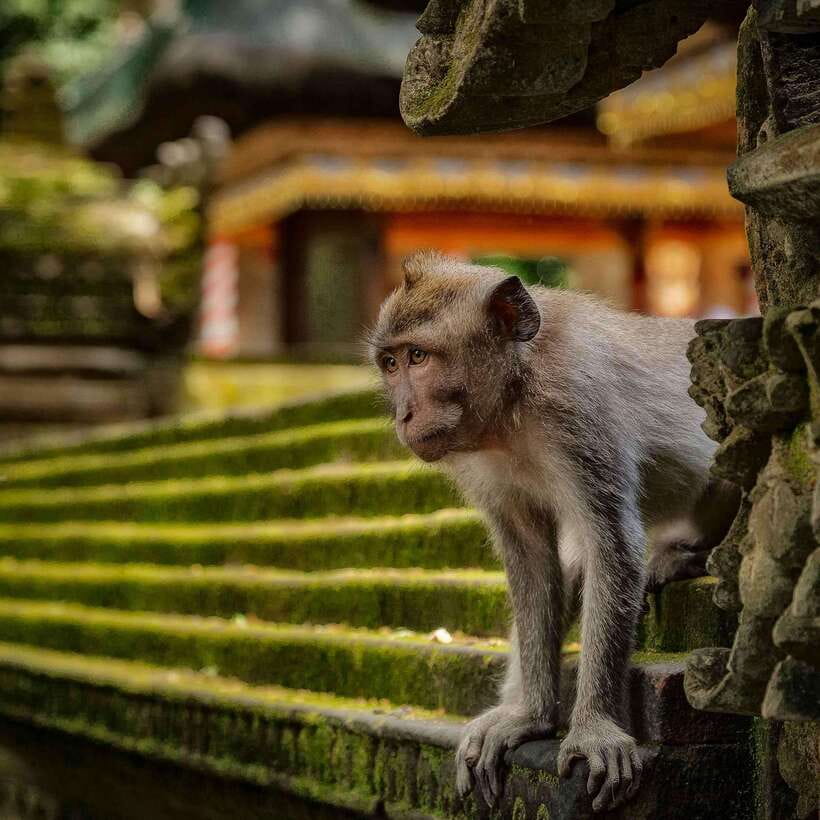 Ubud Tour: Monkey Forest, Tegalalang Rice Terrace, & temple - Transportation and Practical Details