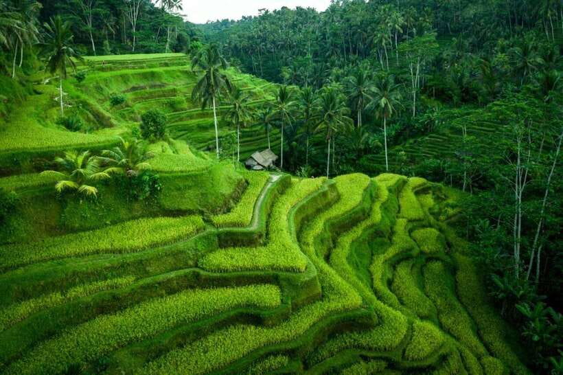 Ubud: Waterfall, Ricefield, Purification Ritual Private Tour - A Practical Overview of the Tour