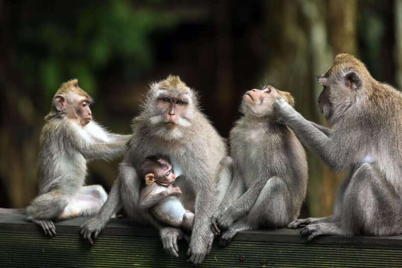 Ubud: Waterfalls, Water Temple, Rice Field and Monkey forest - What Makes This Tour Stand Out?
