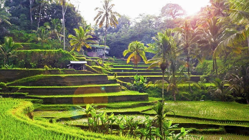 Ubud: Wood Carving Class with Balinese Artisans - The Value and Who It’s Best For