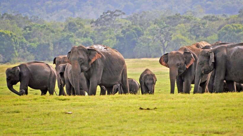Udawalawa National Park Safari & Elephant Transit Home Tour - Analyzing the Value
