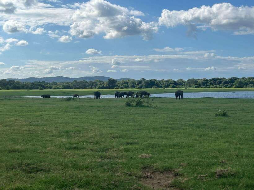 Udawalawe National Park: Private Safari - The Birdwatcher’s Paradise