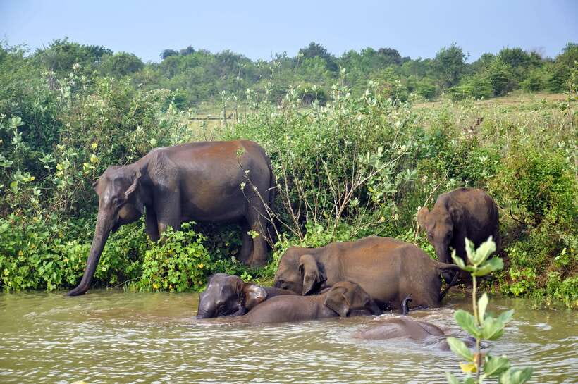 Udawalawe National Park Private Safari from Kalutara - Who Is This Tour Best For?