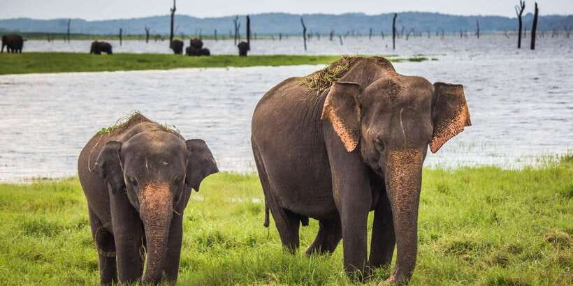 Udawalawe: National Park Safari & Elephant Transit Home Tour - The Practical Side of the Tour