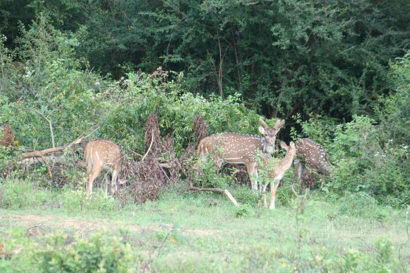 Udawalawe: National park safari & Elephant Transit Home Tour - The Group Experience