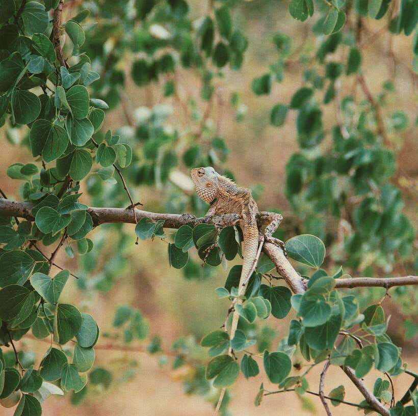 Udawalawe National Park Safari Tour - The Itinerary: What Will You Experience?