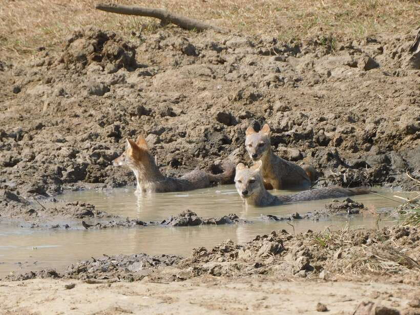 Udawalawe National Park Safari Tour from Tissamaharama/Yala - What You’ll Love