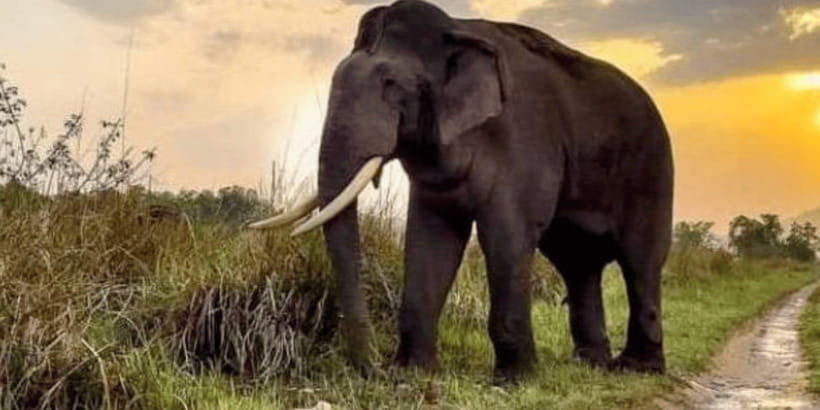 Udawalawe National Park: Safari with Experienced Driver - Authenticity and Genuine Value