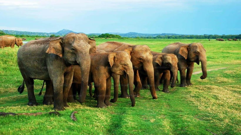 "Udawalawe National Park Safari with Pickup & Drop-off" - Entering Udawalawe: The Wildlife and the Landscape