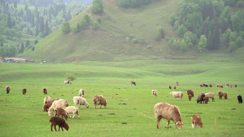 Urumqi: 8-Day Private Tour to Sayram Lake and Yining - The Practicalities & Value