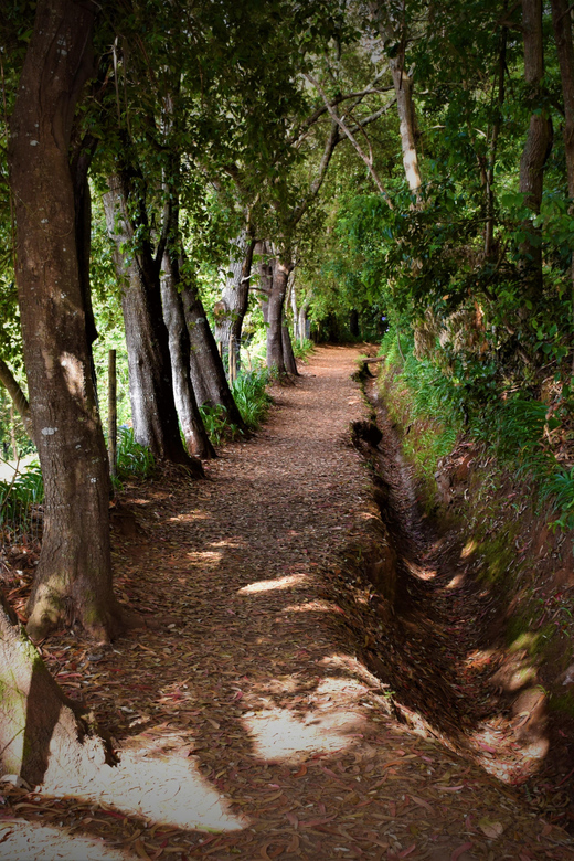 Vale Paraíso Rochão Madeira Island Walk - What to Expect on This High-Altitude Madeira Trek