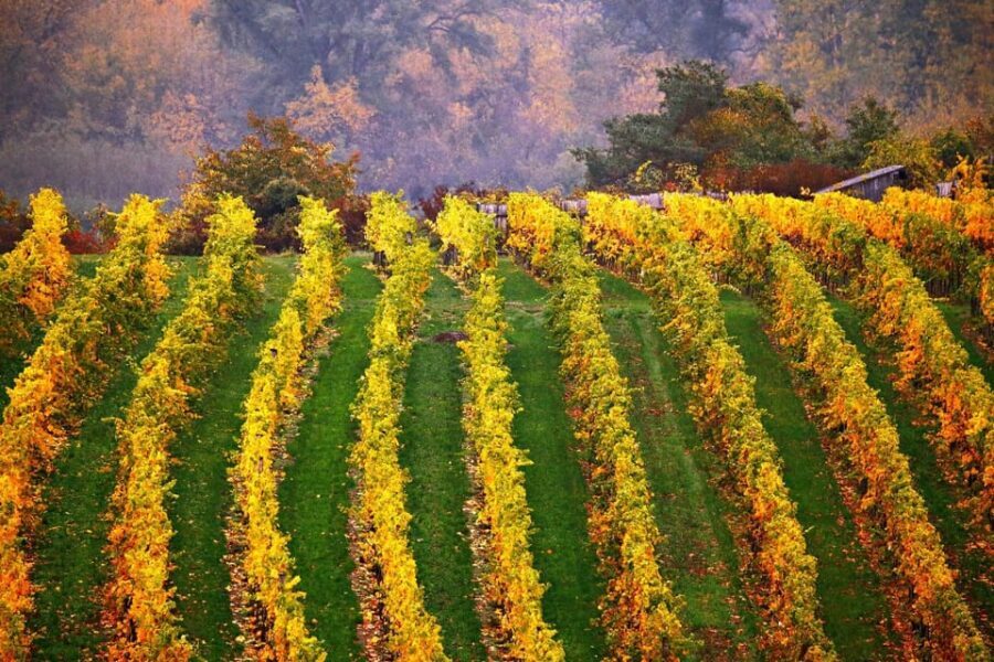 Vienna: Surroundings Sip & Savor Tour - The Itinerary in Detail