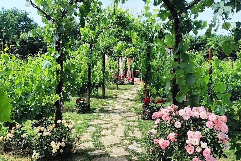 Vineyard Walk, Lunch or Dinner With Wine Tasting - Final Words
