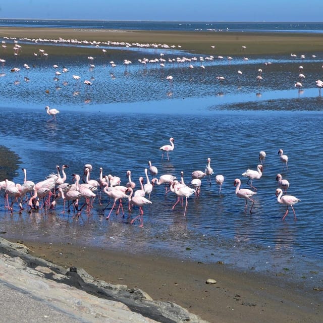 VISIT WALVIS BAY AND SWAKOPMUND: Transport and tour - Who Will Love This Tour?