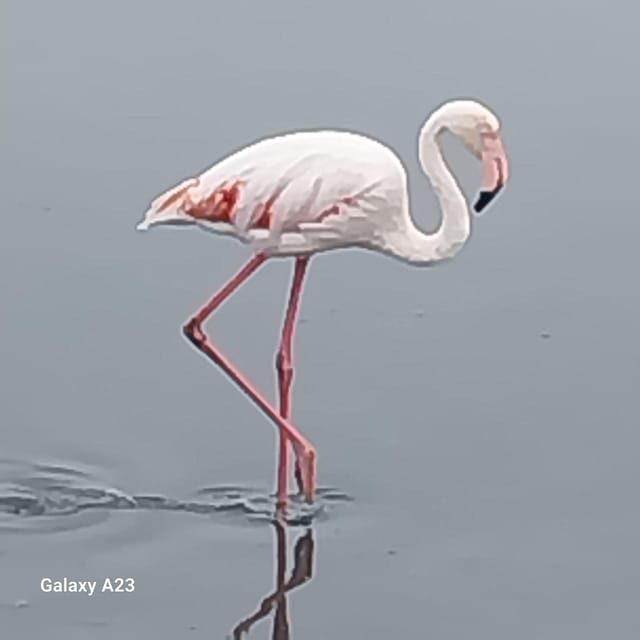 Walvis Bay: Catamaran Cruise and Sandwich Harbour Tour - FAQ