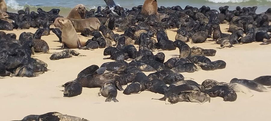Walvis Bay: Kayaking and Sandwich Harbour Full-Day Tour - Authentic Encounters and Reviews