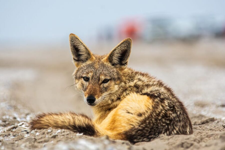 Walvis Bay : Pelican Point Birding and Cape Fur seal tour - The Value of the Experience