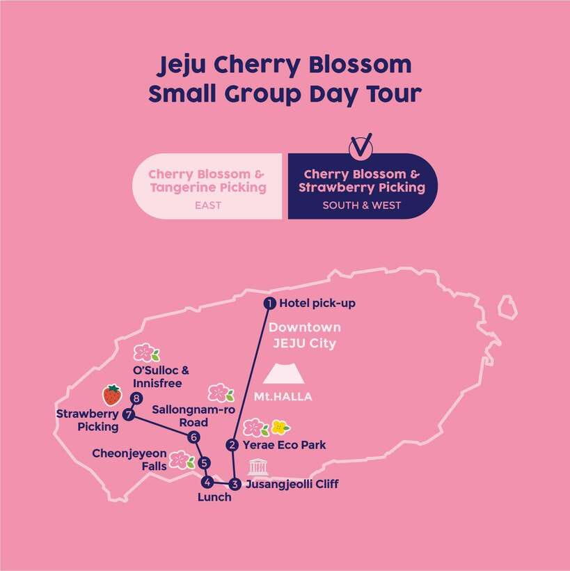 West Jeju Cherry Blossom Strawberry Picking Small Group Tour - How the Tour Adds Value