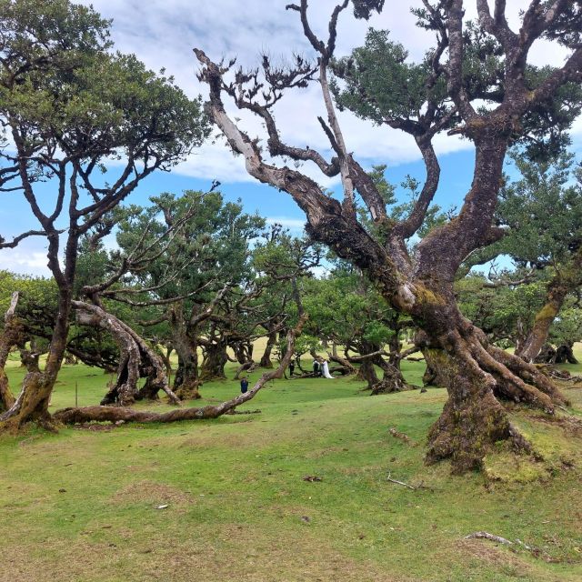 West Madeira:, Laurel Forest, Waterfall, Rock Pools, Walk - What Makes This Tour Stand Out?