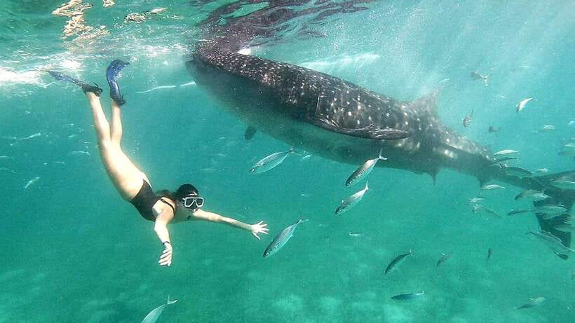 Whale Shark & Kawasan Canyoneering: Private & Joiner Tour - The Itinerary Breakdown