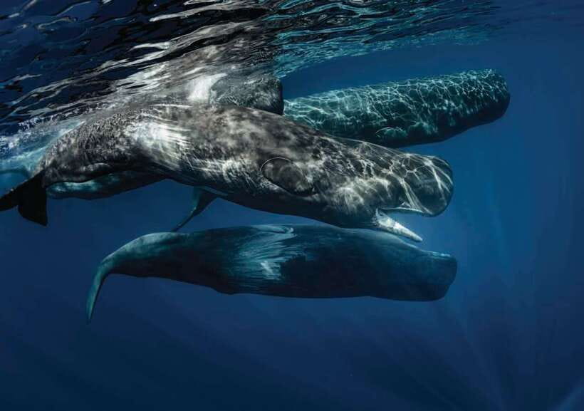 Whale Watching Boat Tour from Galle - An In-Depth Look at the Whale Watching Experience