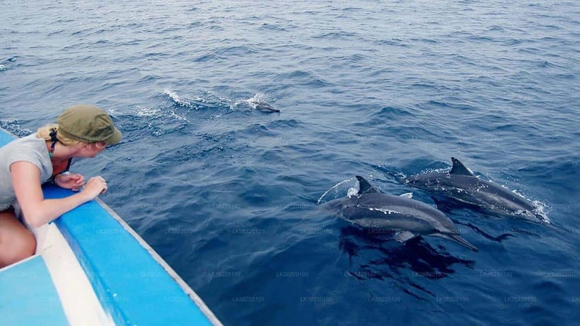 Whale Watching Boat Tour from Hikkaduwa - Who Will Love This Tour?
