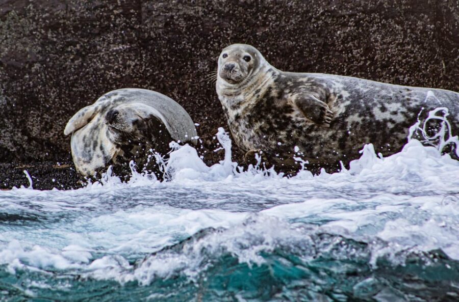 Wild Atlantic Way: Wildlife Eco Cruise - The Itinerary: What to Expect