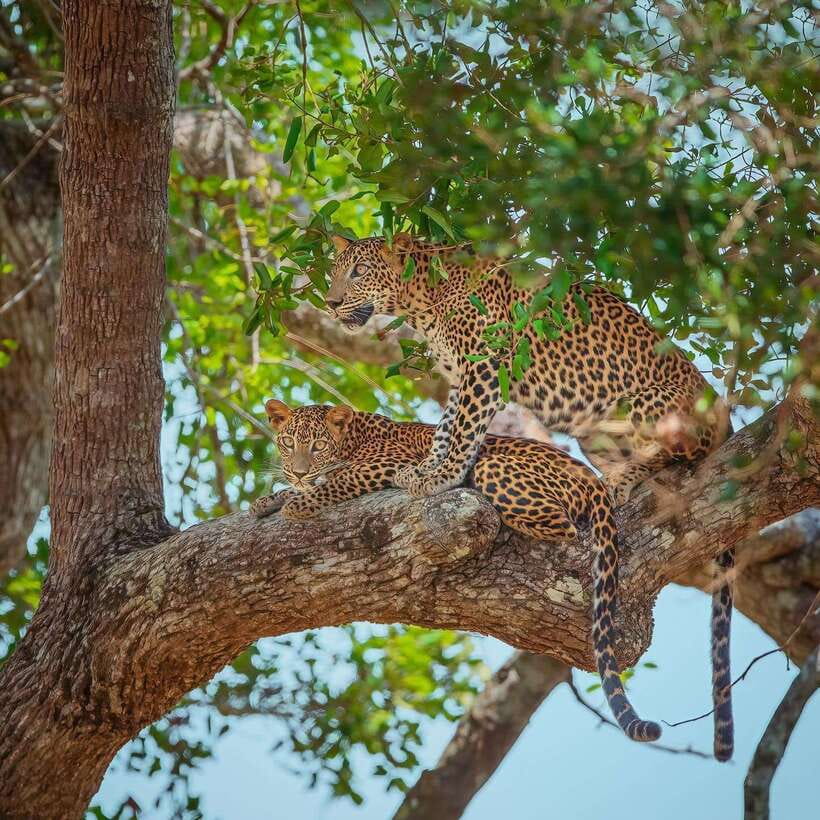 Wilpattu: All Inclusive Private Full-Day Jeep Safari 12h - Is This Tour Worth It?