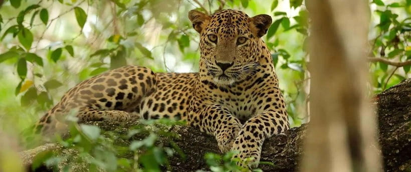 Wilpattu leopard safari from colombo with jeep 4x4 & guide - The Drive to Wilpattu National Park