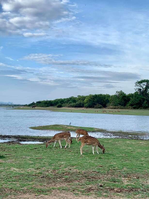 Wilpattu National park - All Inclusive Safari Day Tour - The Sum Up