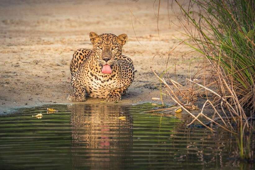 Wilpattu National Park: Full-Day Safari From Habarana - The Itinerary in Detail