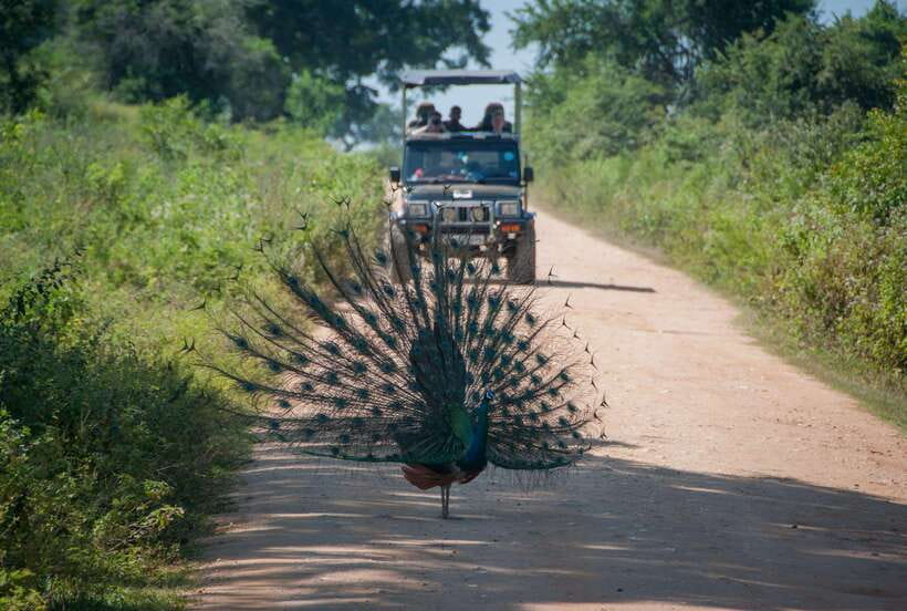 Wilpattu National Park: Full-Day Safari From Trincomalee - An In-Depth Look at the Wilpattu National Park Safari