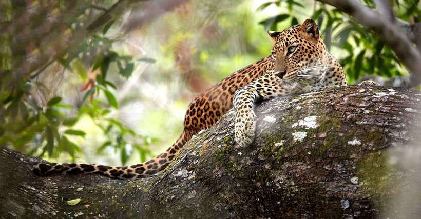 Wilpattu National Park: Morning or Evening Jeep Safari - What To Expect During Your Safari  