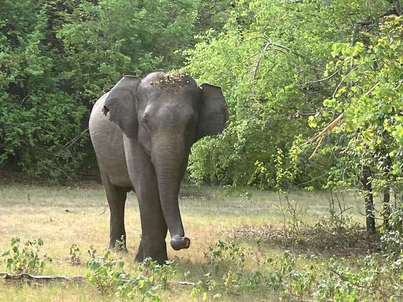 Wilpattu National Park: Private Safari (12hrs) - What to Expect on Your Wilpattu Safari