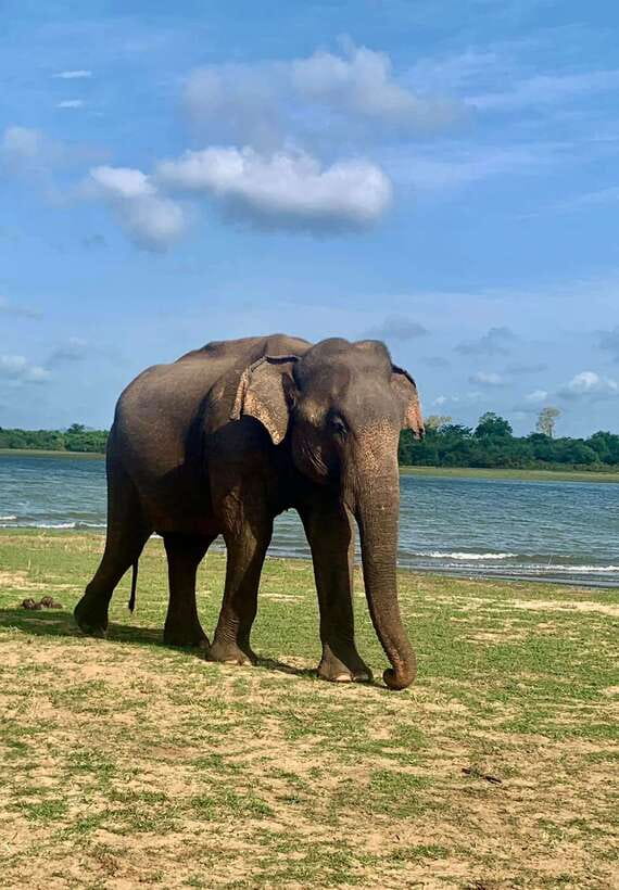 Wilpattu National Park Safari Guided by NATURALIST / RANGER - Who Will Love This Safari?