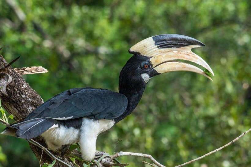 Wilpattu National Park Safari Jeep Tour - Practical Tips for Your Safari