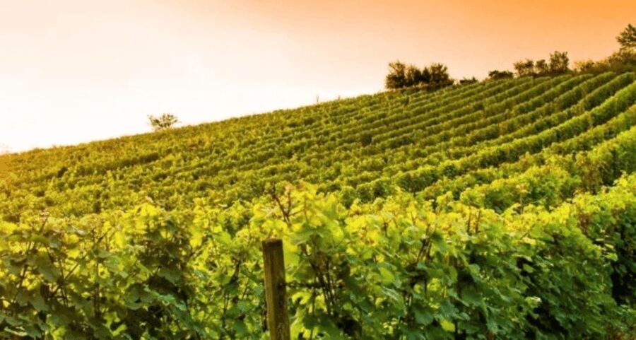 Wine Experience Colli Bolognesi - Afternoon tour - The Itinerary Breakdown