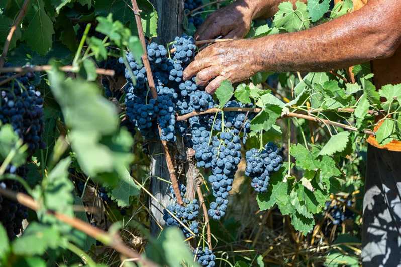 Wine Tasting in Winery from Naples - Why the Price Is Worth It