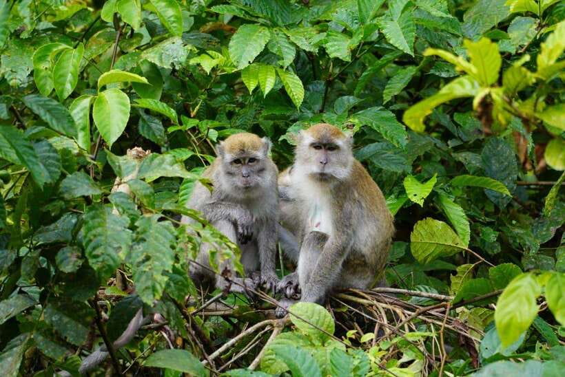 Wonderfull Orangutan Sumatera Jungle Trekking and tour - The Value of This Adventure