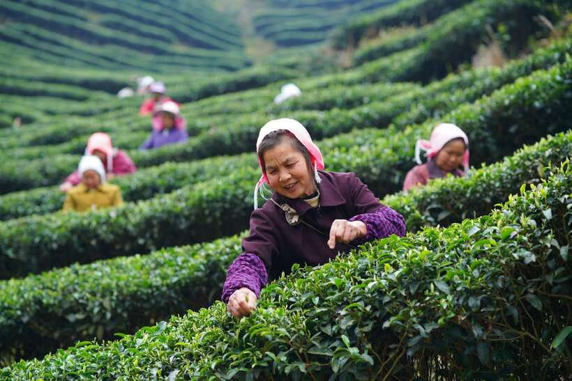 Wuyishan: 3-Day Tea Culture and Bamboo Rafting Tour - Day 1: Welcome to the Scenic Wuyishan  